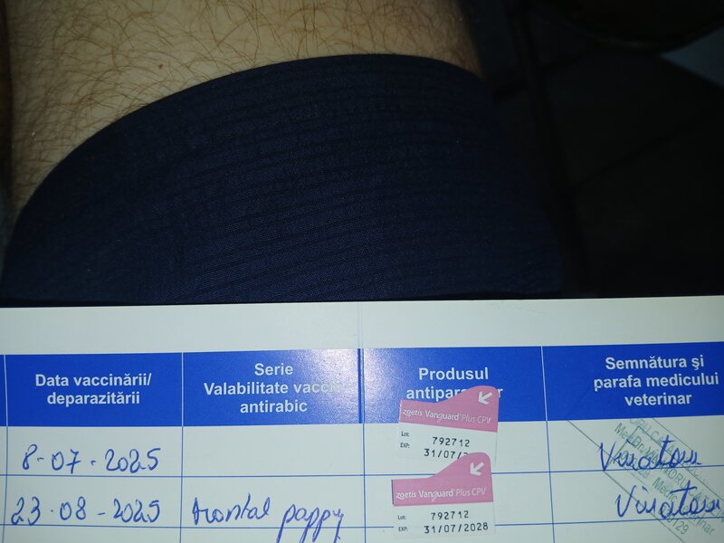 Vand Husky Siberian rasa pura, are carnet.