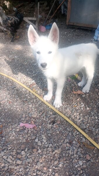 Vand Husky Siberian rasa pura, are carnet.